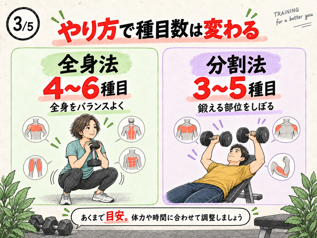 全身法は4〜6種目、分割法は3〜5種目という初心者向けの目安